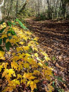 Low Fall Color on the South Mills River Trail