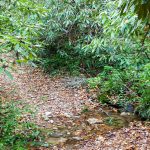 Small Stream Crossing in the South Mills River Trail