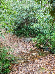 Small Stream Crossing in the South Mills River Trail