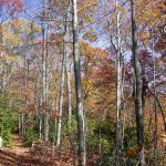 Colorful Forest on the Turkey Pen Gap Trail