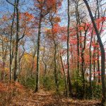 Orange Trees on the Turkey Pen Gap Trail