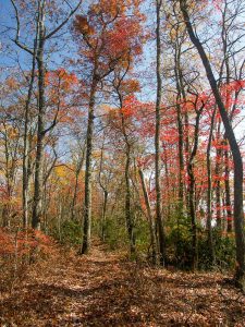 Orange Trees on the Turkey Pen Gap Trail