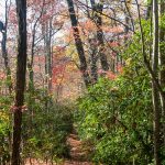 Green Rhodododendron on the Turkey Pen Gap Trail