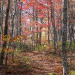 Red Forest above Hill Cane