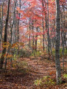 Red Forest above Hill Cane