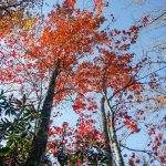 Orange Maples