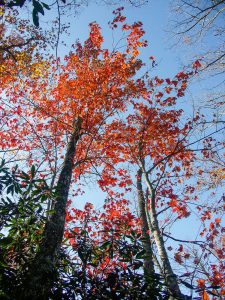 Orange Maples