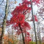 Blazing Red Sourwood