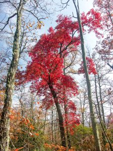 Blazing Red Sourwood