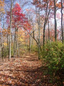 Red Sourwood