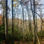 Cove Forest along the Wagon Road Gap Trail