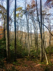 Cove Forest along the Wagon Road Gap Trail