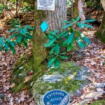 Entering Boggs Wilderness