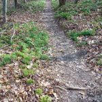 Trail throuh Clubmoss