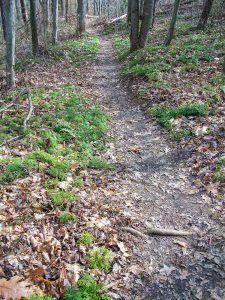 Trail throuh Clubmoss