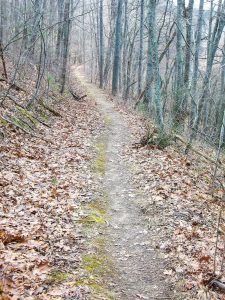 Straight Section of Trail in Richmond Hill Park