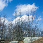 Stone Mountain Ridgetop Meadow