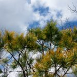 Orange Needles of Stone Mountain Pine