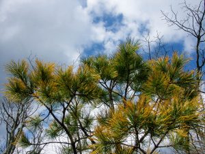 Orange Needles of Stone Mountain Pine