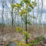 Stone Mountain Small Pine