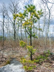 Stone Mountain Small Pine