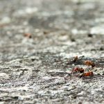 Ants on Stone Mountain