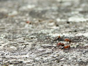 Ants on Stone Mountain