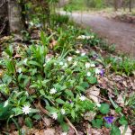 Spring Wildflowers on the Art Loeb-Estatoe Trail