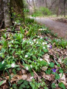 Spring Wildflowers on the Art Loeb-Estatoe Trail
