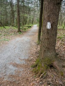 Estatoe Art Loeb Trail White Blaze