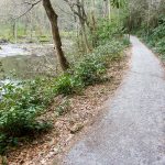 Estatoe Trail by the Davidson River