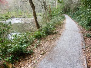 Estatoe Trail by the Davidson River