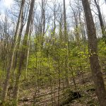 Spring Growth on the North Slope Trail