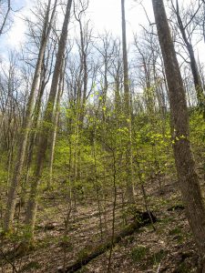 Spring Growth on the North Slope Trail