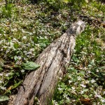 Wildflowers and Log