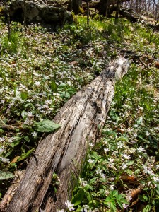 Wildflowers and Log