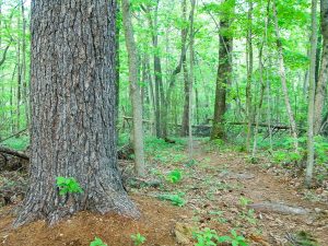 Big Pine in Richmond Hill Park