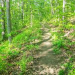 Trail in Richmond Hill Park