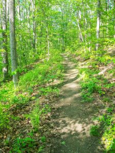 Trail in Richmond Hill Park