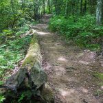 Log Beside the Bearwallow Valley Trail