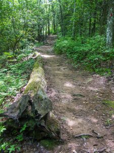 Log Beside the Bearwallow Valley Trail