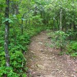 Mountain Laurel Blooming on the Bearwallow Valley Trail