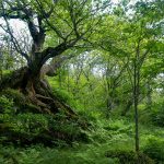 Big Gnarly Birch