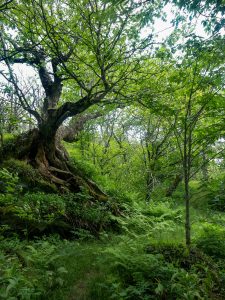 Big Gnarly Birch