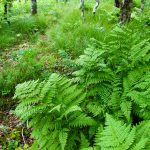 Ferns and Open Forest on the Mountains to Sea Trail