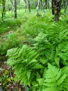 Ferns and Open Forest on the Mountains to Sea Trail