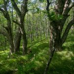 Big Trees in the Grassy Forest on the Mountains to Sea Trail