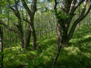 Big Trees in the Grassy Forest on the Mountains to Sea Trail