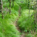 Mountains to Sea Trail through a Grassy Forest