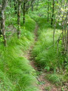 Mountains to Sea Trail through a Grassy Forest